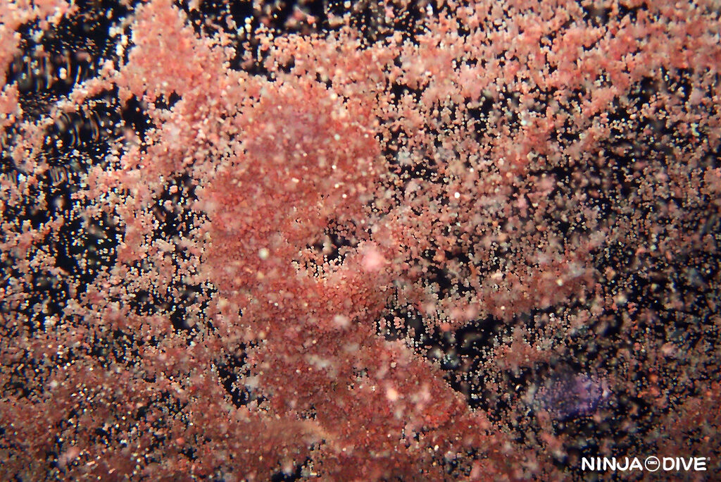 NINJA DIVE 忍者ダイブ 貸し切り プライベート チャーターボート ボートチャーター ファンダイビング ボートダイビング ビーチダイビング ナイトダイビング ナイトダイブ グアム ダイビング ビギナー 初心者 少人数 ウミウシ ダイビングショップ グアム ダイビングショップ 珊瑚 産卵 サンゴの産卵 サンゴ ビーチダイビング トゲスギミドリイシ ミドリイシ 放卵 バンドル