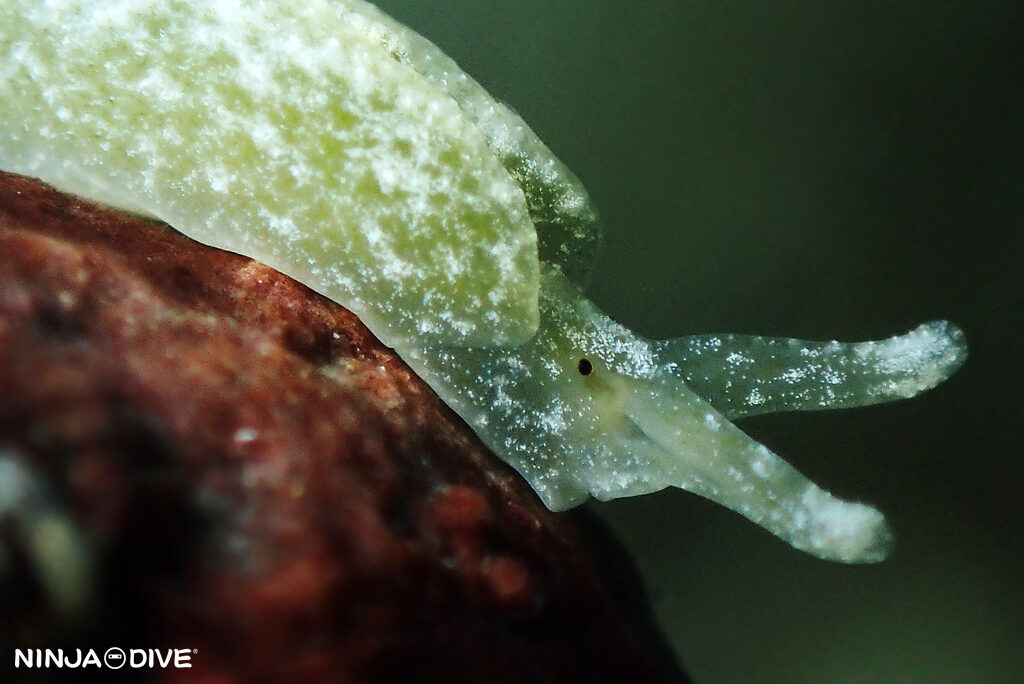 NINJA DIVE 忍者ダイブ 貸し切り プライベート チャーターボート ボートチャーター ファンダイビング ボートダイビング ビーチダイビング ナイトダイビング ナイトダイブ グアム ダイビング ビギナー 初心者 少人数 ウミウシ ダイビングショップ グアム キヌハダウミウシ アカテンウミコチョウ ウミコチョウ ミドリガイの一種