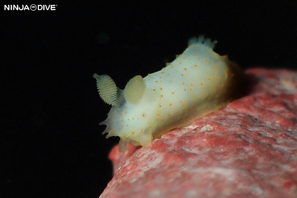 NINJA DIVE 忍者ダイブ 貸し切り プライベート チャーターボート ボートチャーター ファンダイビング ボートダイビング ビーチダイビング ナイトダイビング ナイトダイブ グアム ダイビング ビギナー 初心者 少人数 ウミウシ ダイビングショップ グアム キヌハダウミウシ アカテンウミコチョウ ウミコチョウ ミドリガイの一種