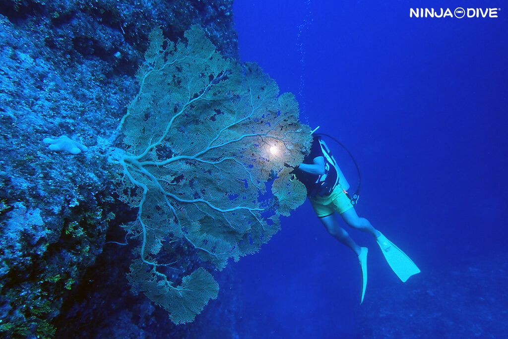 NINJA DIVE 忍者ダイブ 貸し切り プライベート チャーター ファンダイビング ボートダイビング ビーチダイビング シュノーケリング グアム ダイビング ビギナー 初心者 少人数 ブランク ビギナー レック 東海丸 沈船 クレバス