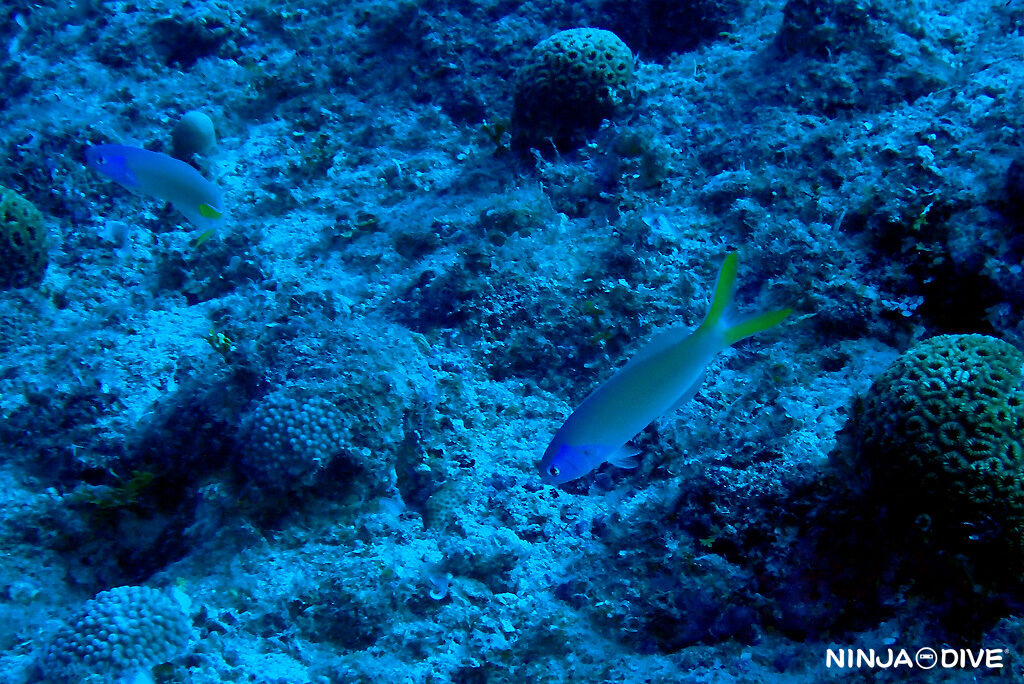 NINJA DIVE 忍者ダイブ 貸し切り プライベート ビーチダイビング グアム ファンダイビング ビギナー 初心者 ダイビングショップ マクロ ミクロネシア固有種 アオマスク アカメハゼ カンムリベラyg