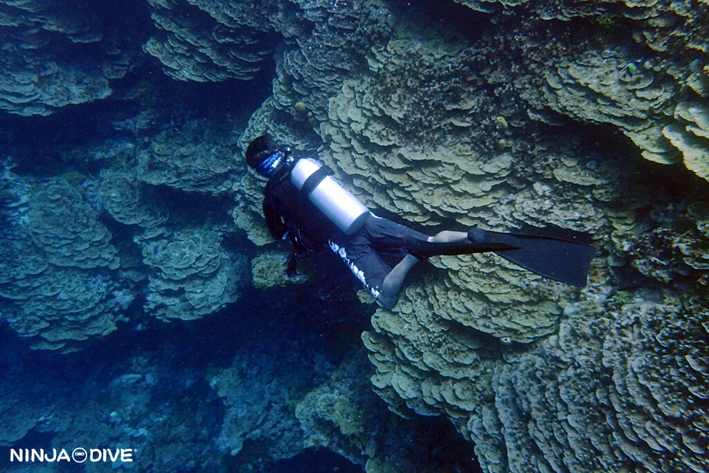 NINJA DIVE 忍者ダイブ 貸し切り プライベート ビーチダイビング グアム ビギナー 初心者 ダイビングショップ アオウミガメ おひとりさま マクロ 珊瑚 ダスキーアネモネ クマノミ ミクロネシアの固有種 UVライト
