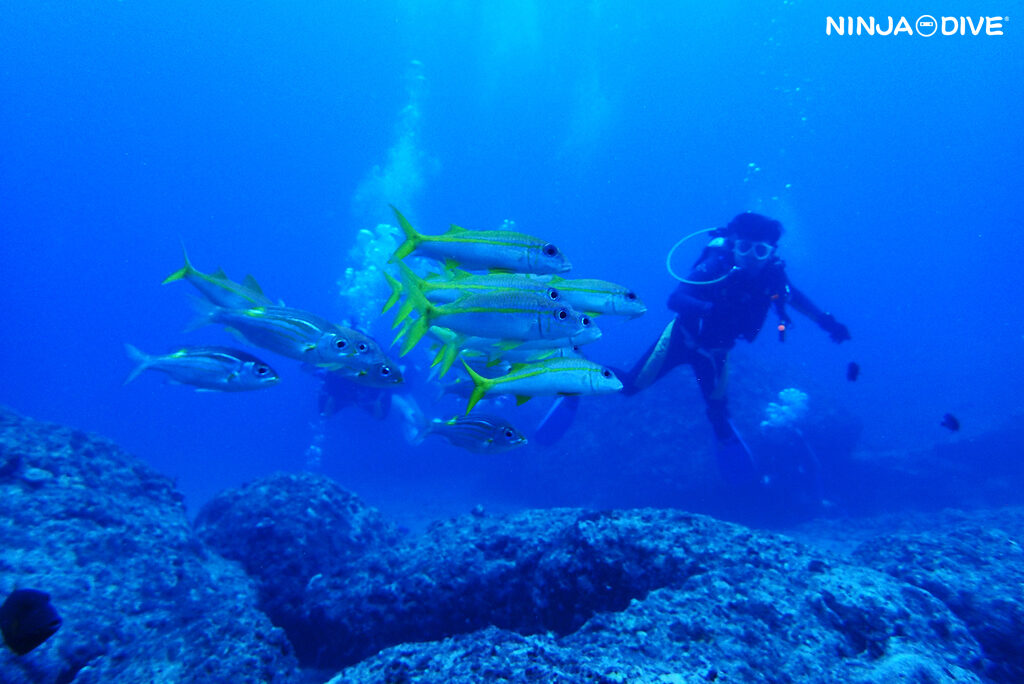 NINJA DIVE 忍者ダイブ 貸し切り プライベート チャーター ファンダイビング ボートダイビング ビーチダイビング シュノーケリング グアム ダイビング ビギナー 初心者 少人数 ブランク ビギナー ブランクダイバー ビーチダイビング シャークスピット