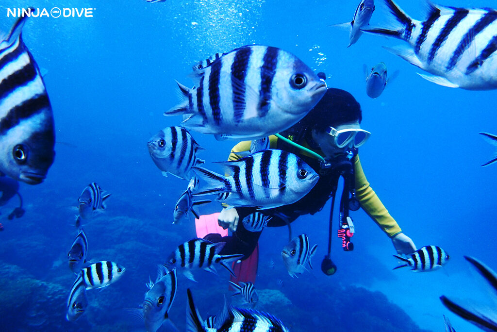 NINJA DIVE 忍者ダイブ 貸し切り プライベート ビーチダイビング グアム 体験ダイビング ビギナー 初心者 ダイビングショップ お魚いっぱい カップル リフレッシュダイビング ブランク 体験ダイビング パラセーリング 女子旅