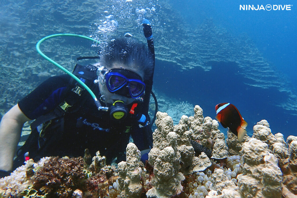 NINJA DIVE 忍者ダイブ 貸し切り プライベート チャーター ファンダイビング ボートダイビング ビーチダイビング シュノーケリング グアム ダイビング ビギナー 初心者 少人数 ブランク ビギナー おひとりさま サメ ブラックチップシャーク 大物 記念ダイブ バラクーダロック クマノミ ウェスタンショールズ シニア