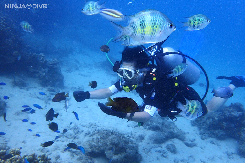 NINJA DIVE 忍者ダイブ 貸し切り プライベート ビーチダイビング グアム 体験ダイビング ビギナー 初心者 ダイビングショップ お魚いっぱい カップル リフレッシュダイビング ブランク 体験ダイビング 2ビーチ おひとりさま