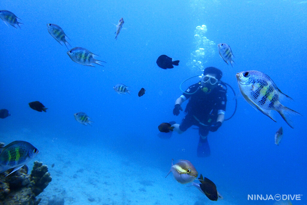 NINJA DIVE 忍者ダイブ 貸し切り プライベート ビーチダイビング グアム 体験ダイビング ビギナー 初心者 ダイビングショップ お魚いっぱい カップル リフレッシュダイビング ブランク 体験ダイビング 2ビーチ おひとりさま