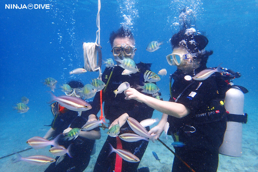 NINJA DIVE 忍者ダイブ 貸し切り プライベート ビーチダイビング グアム 体験ダイビング ビギナー 初心者 ダイビングショップ お魚いっぱい カップル リフレッシュダイビング ブランク 体験ダイビング 社員旅行