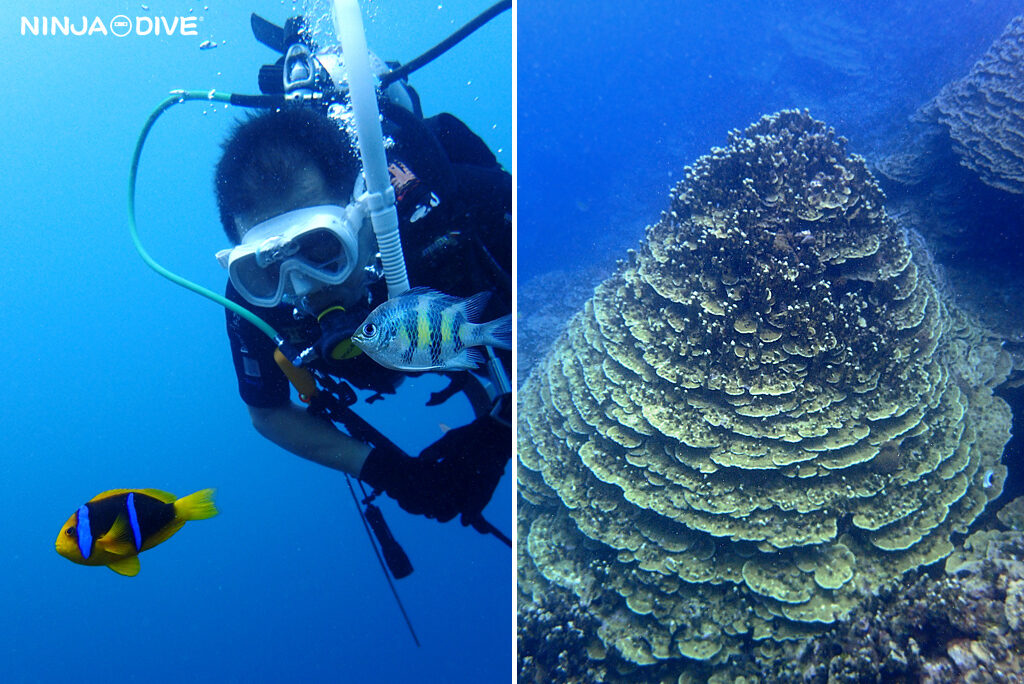 NINJA DIVE 忍者ダイブ 貸し切り プライベート チャーター ファンダイビング ボートダイビング ビーチダイビング シュノーケリング グアム ダイビング 初心者 少人数 ブランク ビギナー 沈船 レック アメリカンタンカー フィンガーリーフ