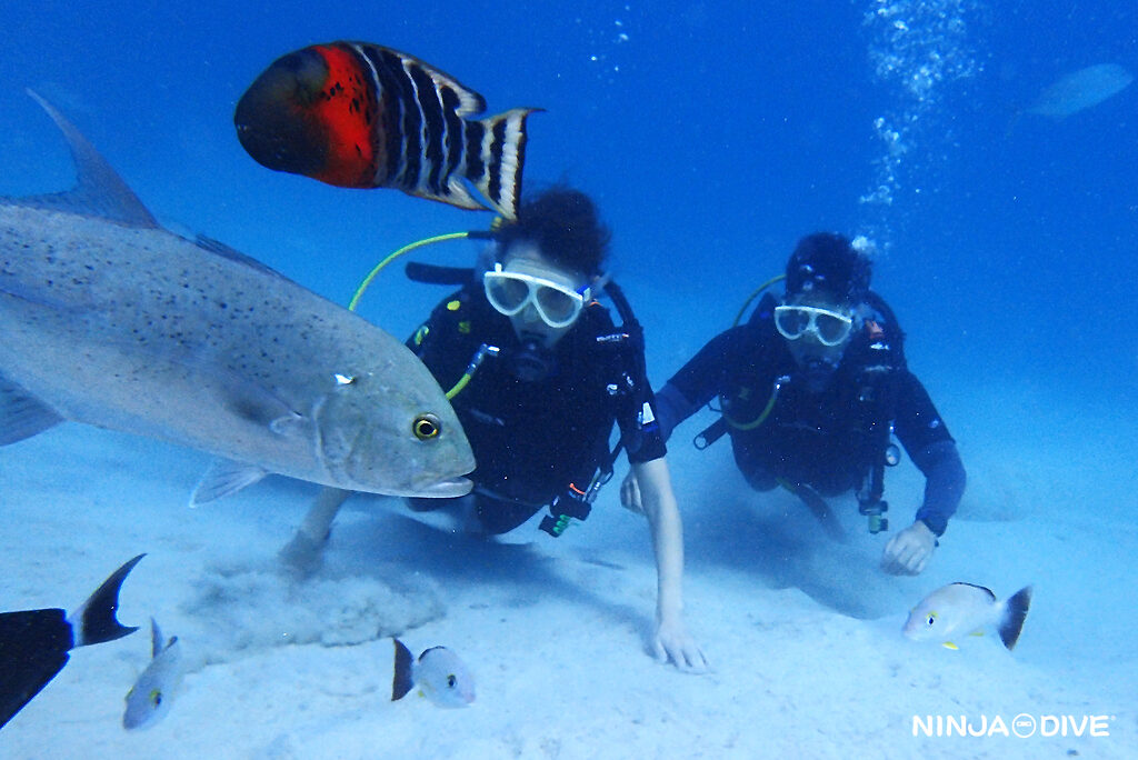 NINJA DIVE 忍者ダイブ 貸し切り プライベート ビーチダイビング グアム 体験ダイビング ビギナー 初心者 ダイビングショップ お魚いっぱい カップル リフレッシュダイビング ブランク 体験ダイビング カップル