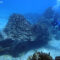 NINJA DIVE 忍者ダイブ 貸し切り プライベート チャーター ファンダイビング ボートダイビング ビーチダイビング シュノーケリング グアム ダイビング 初心者 少人数 ブランク ビギナー フィンガーリーフ カメ ウミガメ シービージャンクヤード