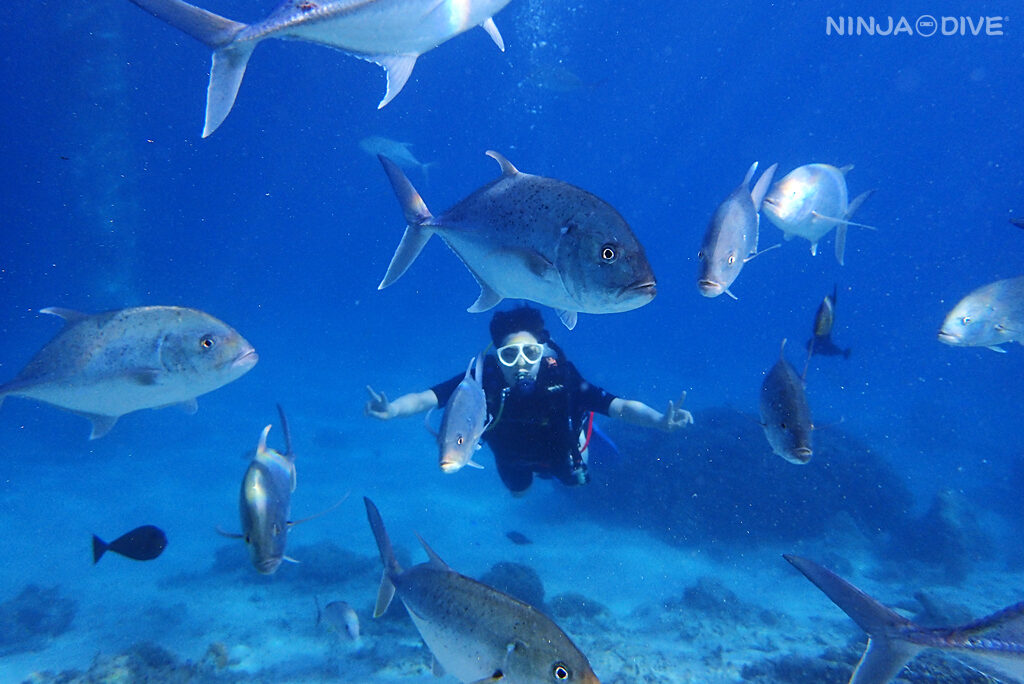 NINJA DIVE 忍者ダイブ 貸し切り プライベート ビーチダイビング グアム 体験ダイビング ビギナー 初心者 ダイビングショップ お魚いっぱい カップル リフレッシュダイビング ブランク 体験ダイビング おひとりさま