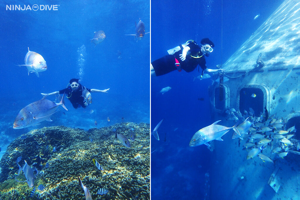 NINJA DIVE 忍者ダイブ 貸し切り プライベート ビーチダイビング グアム 体験ダイビング ビギナー 初心者 ダイビングショップ お魚いっぱい カップル リフレッシュダイビング ブランク 体験ダイビング おひとりさま