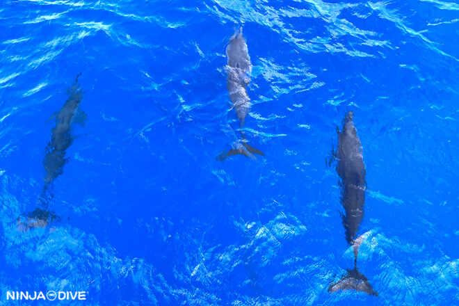 貸し切り プライベート ボートチャーター チャーターボート チャーター ファンダイビング ボートダイビング ダイビング ビギナー 初心者 少人数 ダイビングショップ シュノーケリング シュノーケル イルカ イルカウォッチング 体験ダイビング