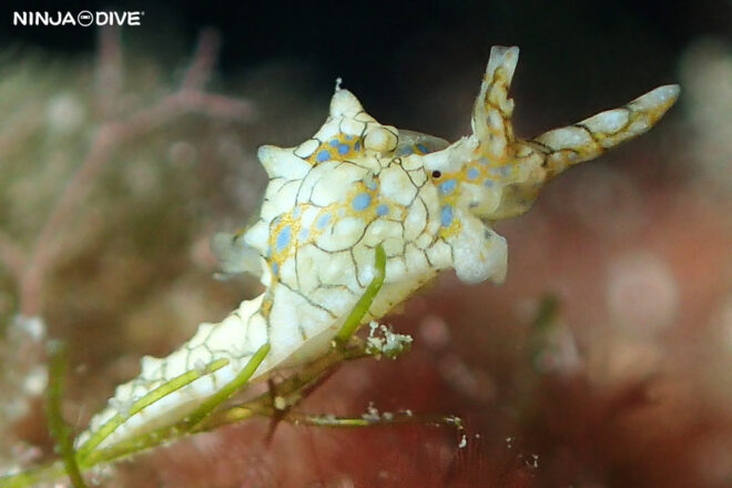 貸し切り プライベート チャーターボート ボートチャーター ファンダイビング ボートダイビング ビーチダイビング ナイトダイビング ナイトダイブ グアム ダイビング ビギナー 初心者 少人数 ウミウシ ダイビングショップ グアム テンガンノツユ クサイロモウミウシ カイメンウミウシ