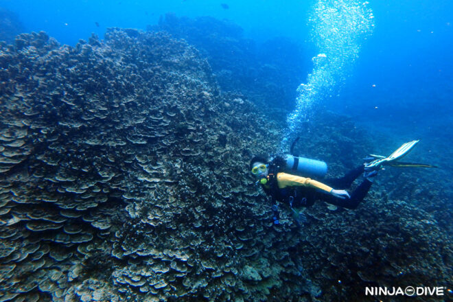 NINJA DIVE 忍者ダイブ 貸し切り プライベート チャーター ファンダイビング ボートダイビング グアム ダイビング ビギナー 初心者 少人数 ダイビングショップ おひとりさま バラクーダロック ウェスタンショールズ