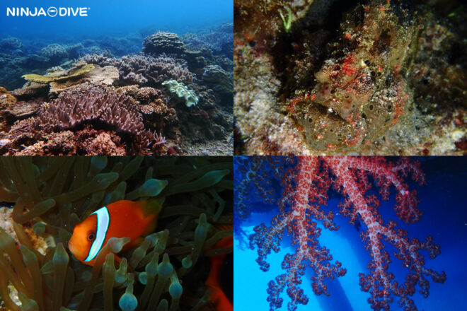 NINJA DIVE 忍者ダイブ ドライスーツ 沖縄 貸し切り プライベート チャーター ファンダイビング ダイビング ビギナー 初心者 少人数 ウミウシ ダイビングショップ ショップツアー ダイビングツアー ビーチダイビング グアム ウミウシ ゴリチョ レッドビーチ 万座 オオモンカエルアンコウ ハマクマノミ キカモヨウウミウシ チゴミノウミウシ サラサウミウシ ウツセミミノウミウシ テヌウニシキ トウアカミドリガイ フレリトゲアメフラシ