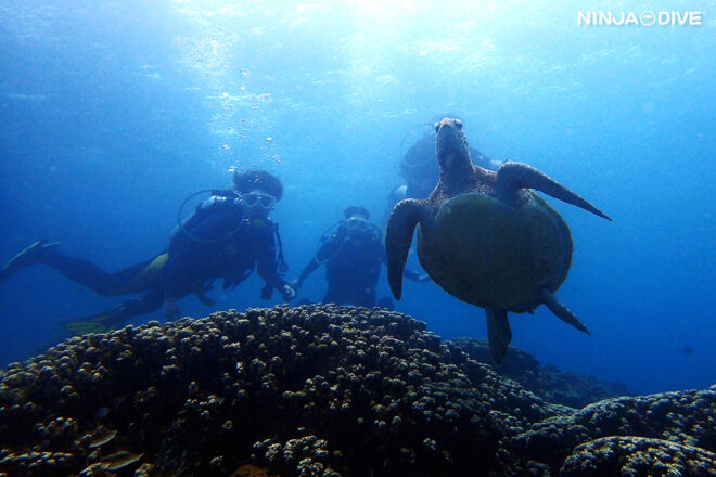 NINJA DIVE 忍者ダイブ 貸し切り プライベート チャーター ボートチャーター ファンダイビング ボートダイビング グアム ダイビング ビギナー 初心者 少人数 ダイビングショップ 家族 お子様連れ グアム 10歳
