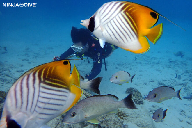 忍者ダイブ NINJA DIVE アドバンスドオープンウォーター ライセンス ダイビング講習 グアム ダイビング ビギナー 初心者 ビーチダイビング ダイビングショップ AOW