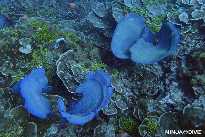 NINJA DIVE 忍者ダイブ 貸し切り プライベート チャーター ファンダイビング ボートダイビング グアム ダイビング ビギナー 初心者 少人数 ブルーホール ギャブギャブ2 ダイビングショップ おひとりさま カップル ショップツアー 女子旅 エレファントイヤー