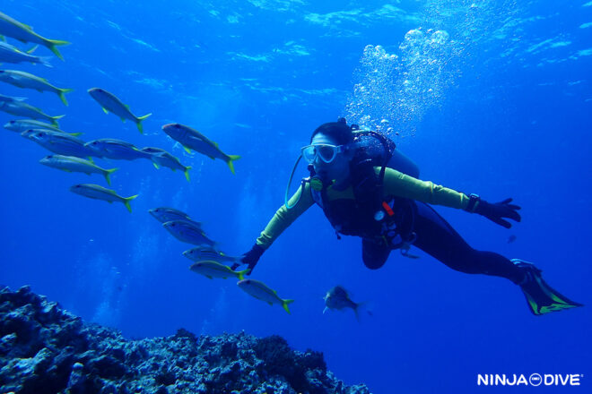 NINJA DIVE 忍者ダイブ 貸し切り プライベート チャーター ファンダイビング ボートダイビング グアム ダイビング ビギナー 初心者 少人数 ブルーホール ハップスリーフ ダイビングショップ おひとりさま カップル ショップツアー 女子旅