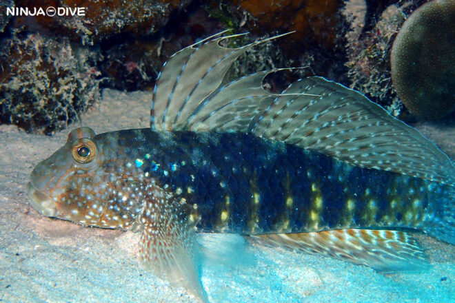 NINJA DIVE 忍者ダイブ 貸し切り プライベート ボートダイビング ビーチダイビング グアム ファンダイビング ビギナー 初心者 ダイビングショップ 水中展望台 お魚いっぱい おひとりさま ピティボムホール ブルーホール ウェスタンショールズ ハゼ 水中マクロ