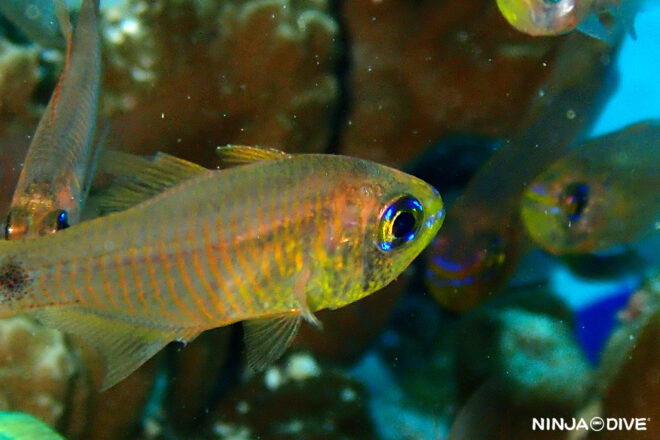 NINJA DIVE 忍者ダイブ 貸し切り プライベート ボートダイビング ビーチダイビング グアム ファンダイビング ビギナー 初心者 ダイビングショップ おひとりさま 水中マクロ アトヒキテンジクダイダマシ スダレヤライイシモチ 幼魚