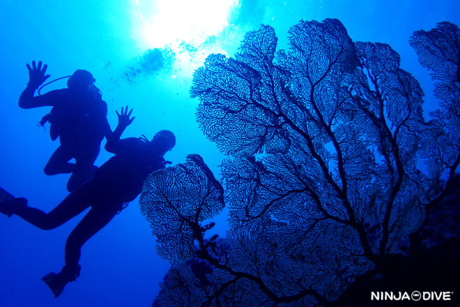 NINJA DIVE 忍者ダイブ 貸し切り プライベート チャーター ファンダイビング ボートダイビング グアム ダイビング ビギナー 初心者 少人数 クレバス セメントバージ バルボンバー レック ダイビングショップ カップル