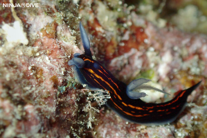 NINJA DIVE 忍者ダイブ 貸し切り プライベート チャーター ファンダイビング ボートダイビング グアム ダイビング ビギナー 初心者 少人数 バラクーダロック アメリカンタンカー マクロ撮影 リュウグウウミウシ ウミウシ