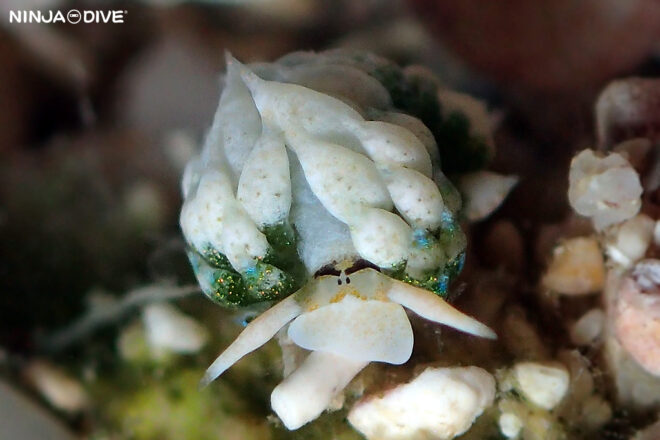 NINJA DIVE 忍者ダイブ 貸し切り プライベート チャーターボート ボートチャーター ファンダイビング ボートダイビング ビーチダイビング ナイトダイビング ナイトダイブ グアム ダイビング ビギナー 初心者 少人数 ウミウシ ダイビングショップ グアム ムカデミノウミウシ ナマコ ネオンモウミウシ ウミシダ 玉ボケ