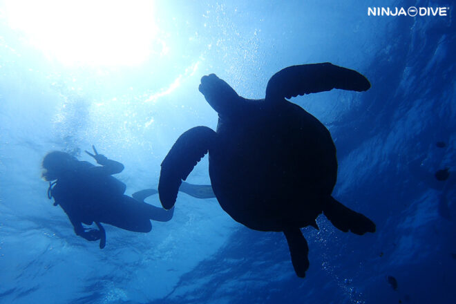NINJA DIVE 忍者ダイブ 貸し切り プライベート チャーター ファンダイビング ボートダイビング グアム ダイビング ビギナー 初心者 少人数 ダイビングショップ アドバンス ライセンス講習 AOW