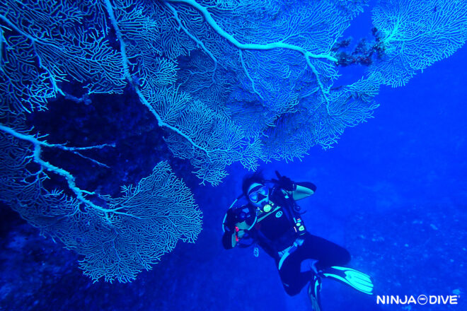 NINJA DIVE 忍者ダイブ 貸し切り プライベート チャーター ファンダイビング ボートダイビング グアム ダイビング ビギナー 初心者 少人数 クレバス マクロ オオイソバナ