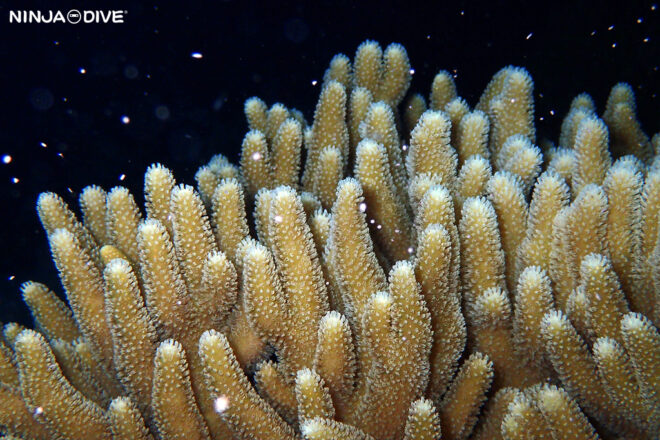 NINJA DIVE 忍者ダイブ 貸し切り プライベート チャーターボート ボートチャーター ファンダイビング ボートダイビング ビーチダイビング ナイトダイビング ナイトダイブ グアム ダイビング ビギナー 初心者 少人数 ウミウシ ダイビングショップ グアム ダイビングショップ 珊瑚 産卵 サンゴの産卵 サンゴ ビーチダイビング オオハナガタサンゴ ハナガタサンゴ ミドリイシ 放卵 バンドル ナグラカタトサカ ソフトコーラル コブハマサンゴ