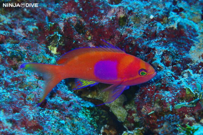 NINJA DIVE 忍者ダイブ 貸し切り プライベート チャーター ファンダイビング ボートダイビング ビーチダイビング シュノーケリング グアム ダイビング ビギナー 初心者 少人数 ブランク ビギナー ブルーホール サロンパス スミレナガハナダイ マクロ セクシーシュリンプ イソギンチャクモエビ