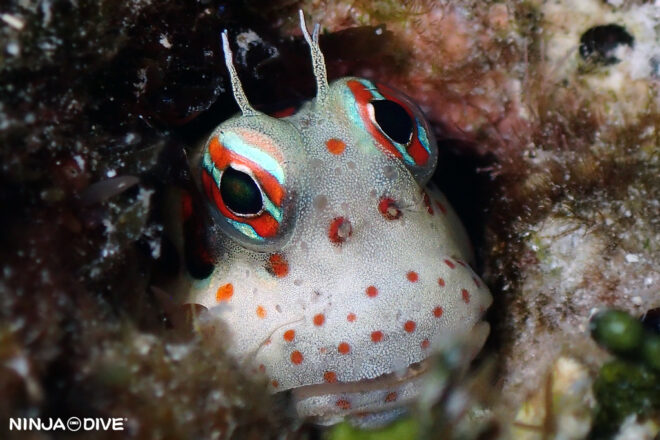 NINJA DIVE 忍者ダイブ 貸し切り プライベート チャーター ファンダイビング ボートダイビング ビーチダイビング シュノーケリング グアム ダイビング ビギナー 初心者 少人数 ブランク ビギナー バラクーダロック ガンビーチ アデヤカミノウミウシ マダライロウミウシ モンツキカエルウオ