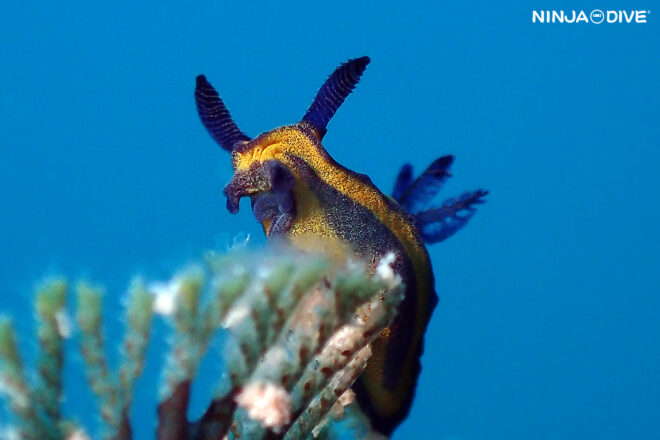 NINJA DIVE 忍者ダイブ 貸し切り プライベート チャーターボート ボートチャーター ファンダイビング ボートダイビング ビーチダイビング ナイトダイビング ナイトダイブ グアム ダイビング ビギナー 初心者 少人数 ウミウシ ダイビングショップ グアム オオクチリュウグウウミウシ ウツセミミノウミウシ アデヤカイロウミウイシの仲間